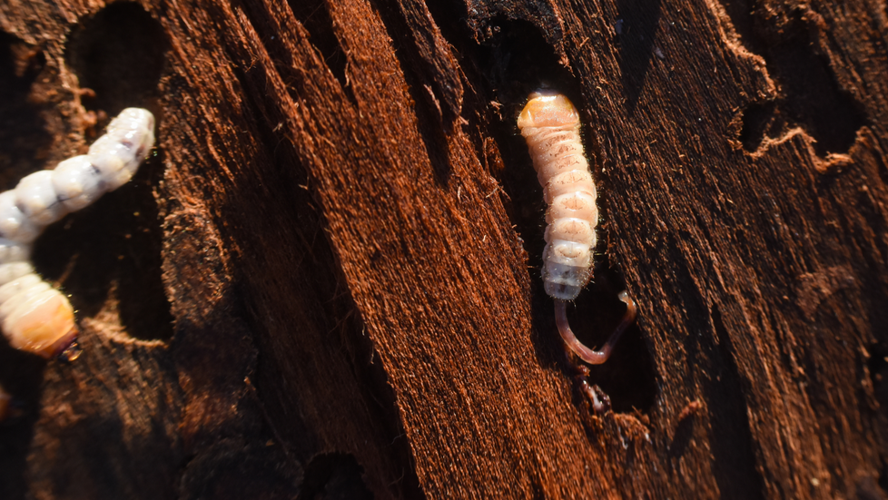 Les xylophages attaquent !