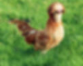poule padoue