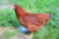 poule rouge, poule pondeuse