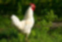 poulet fermier blanc