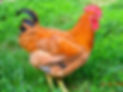 poulet roux, poulet fermier, poulet chair, poulet démarré