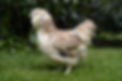 Poule faverolle