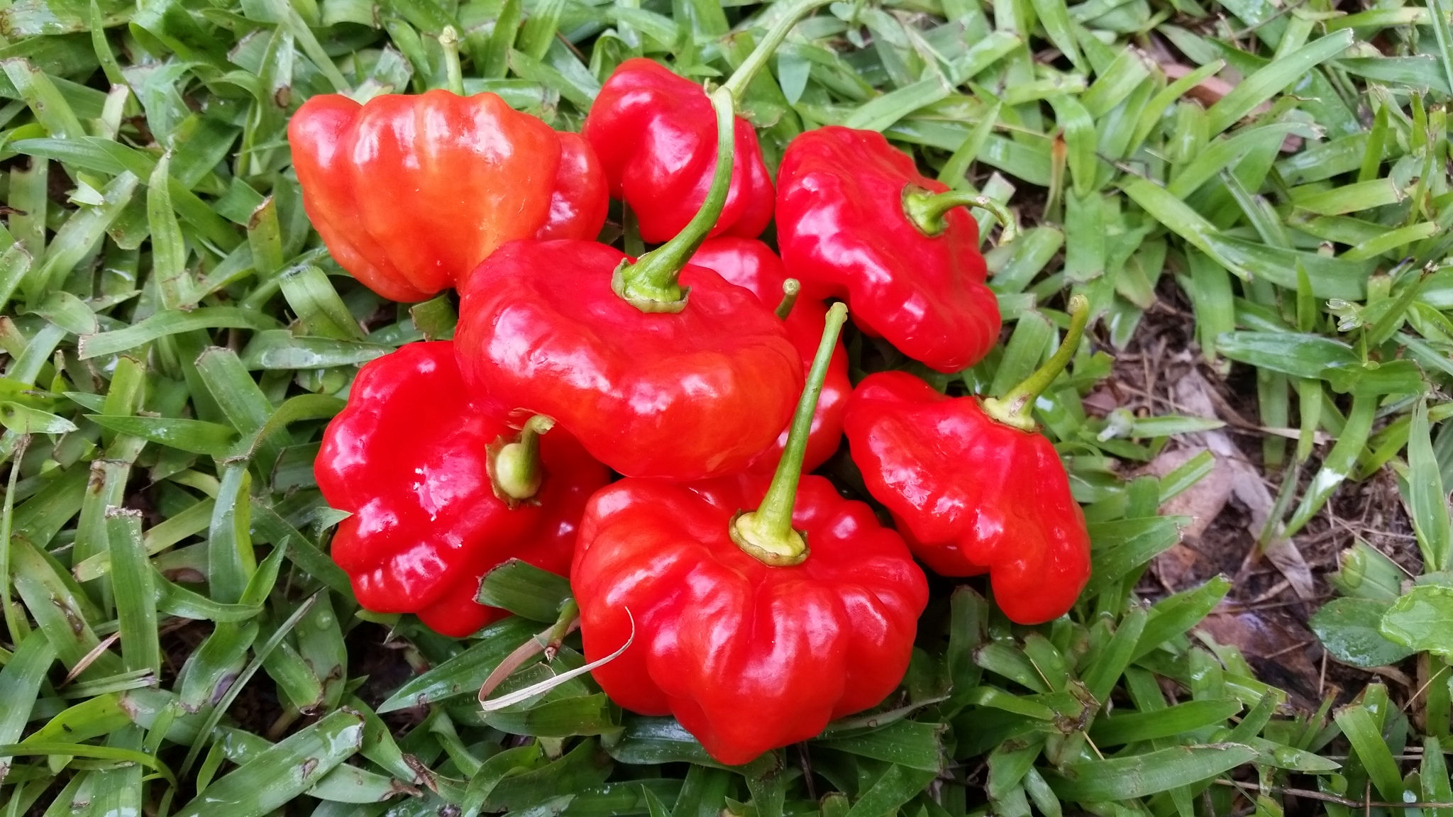 Aji Dulce / Seasoning Pepper "Gigante"