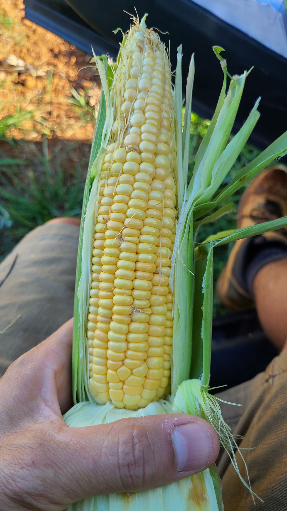 Maiz / Corn "Supersweet"