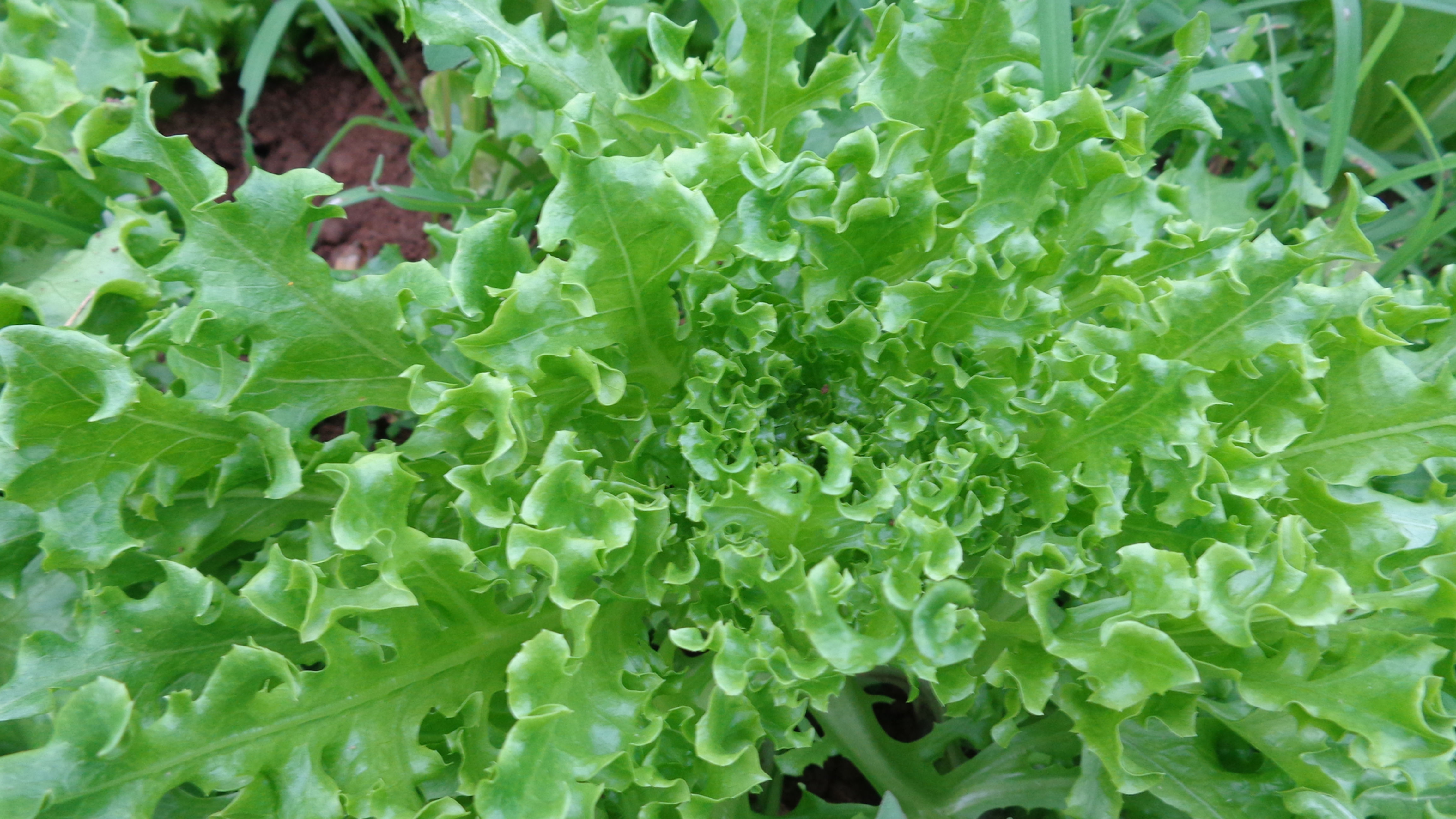 Lechuga Rizada / Lettuce "Tango"