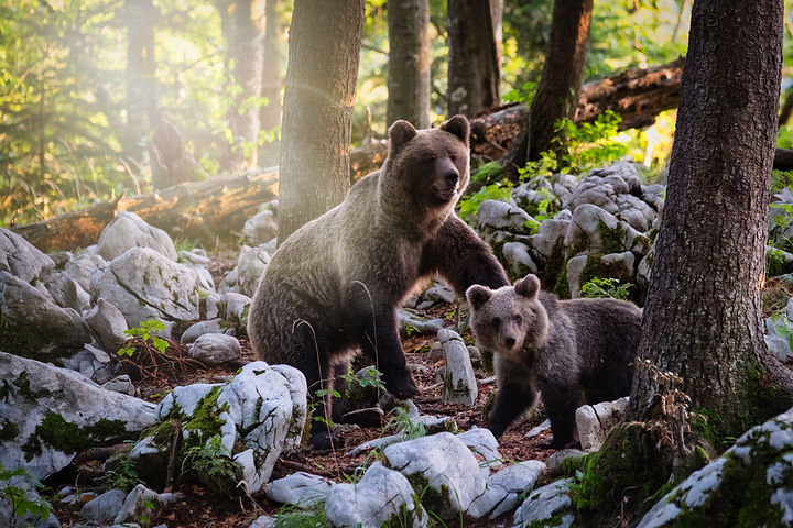 Black Bear