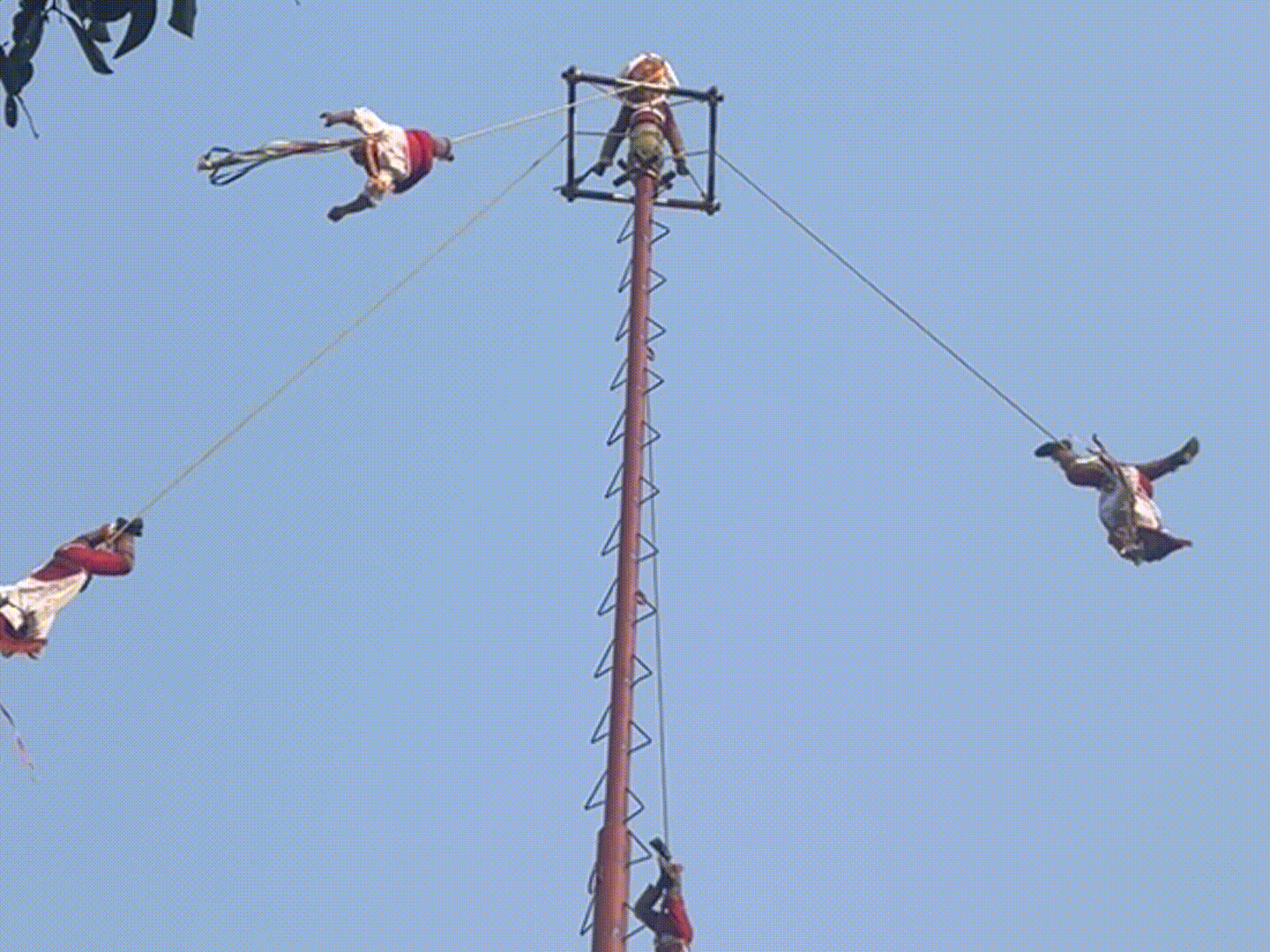 voladores gif.gif