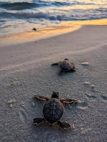 Crías de tortuga