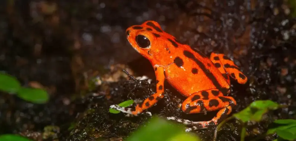 Poison red Dart frog found on Basstimentos