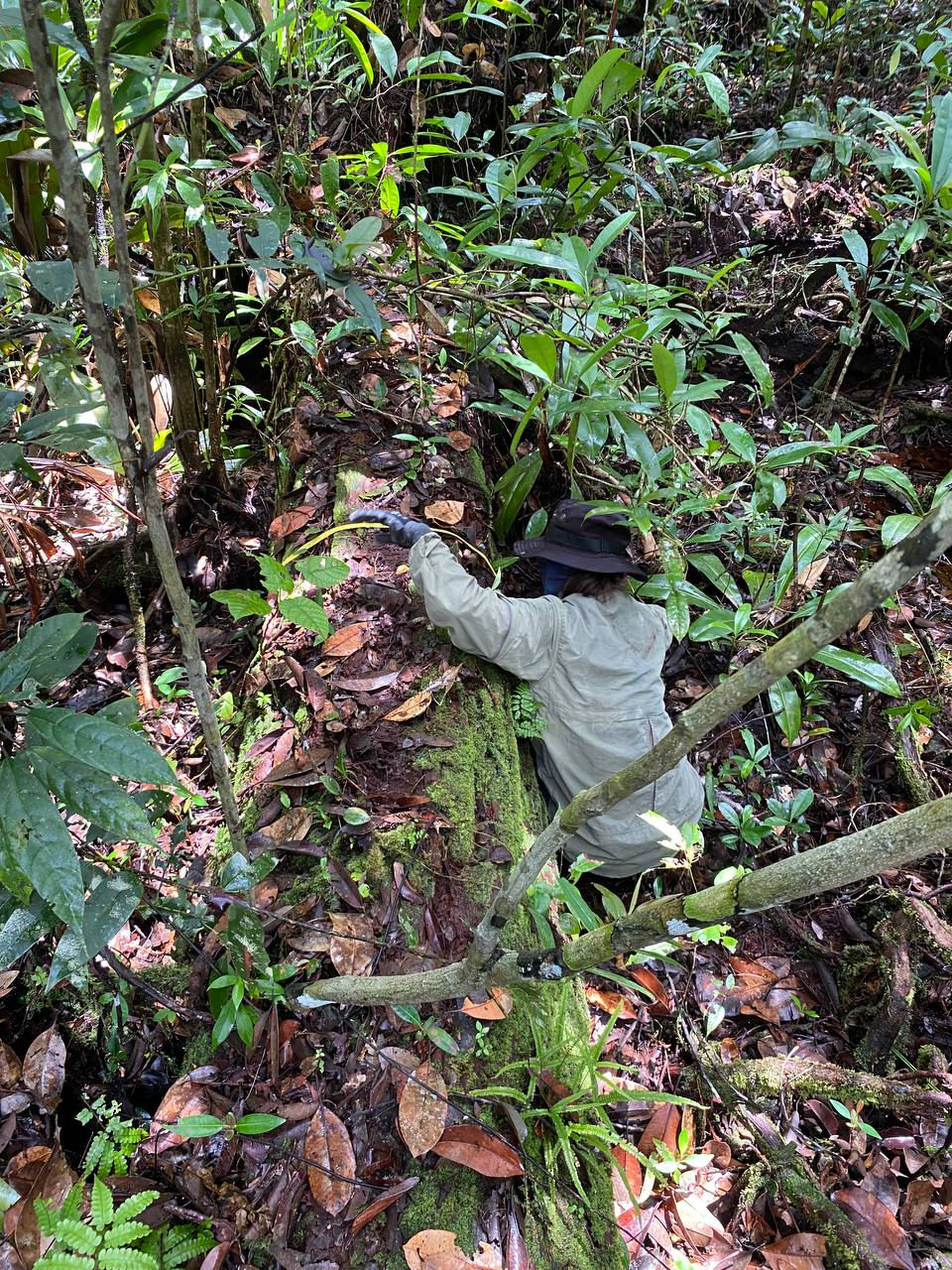 Sylvia measuring a fallen tree