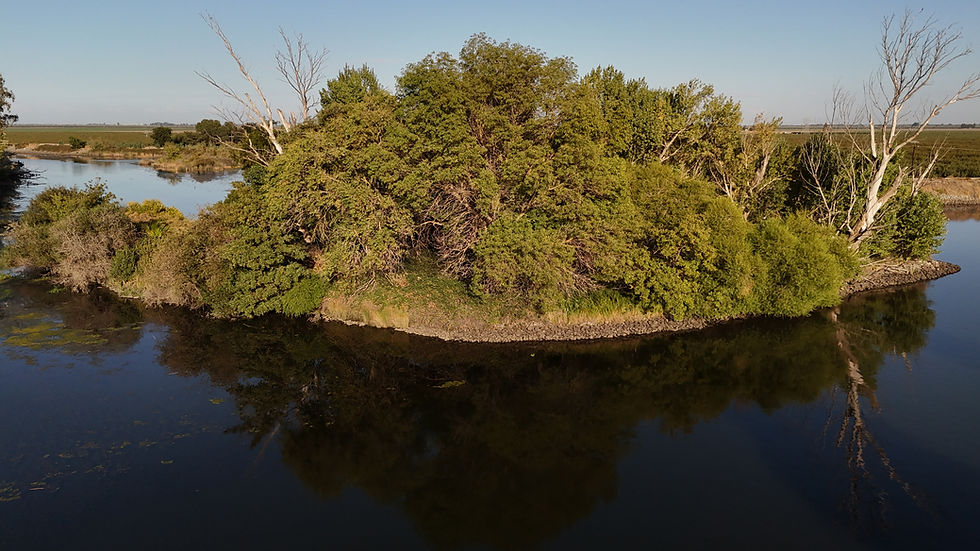 Lush green trees on a small island reflected in calm water. Clear sky and distant fields create a serene, natural setting.