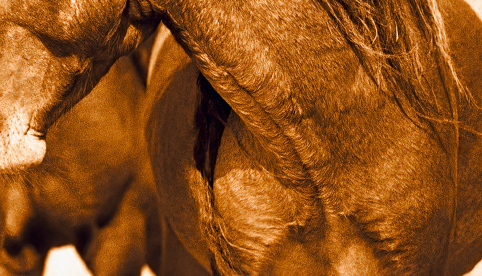 Thumbnail: Robert Dutesco Love Sable Island Horses