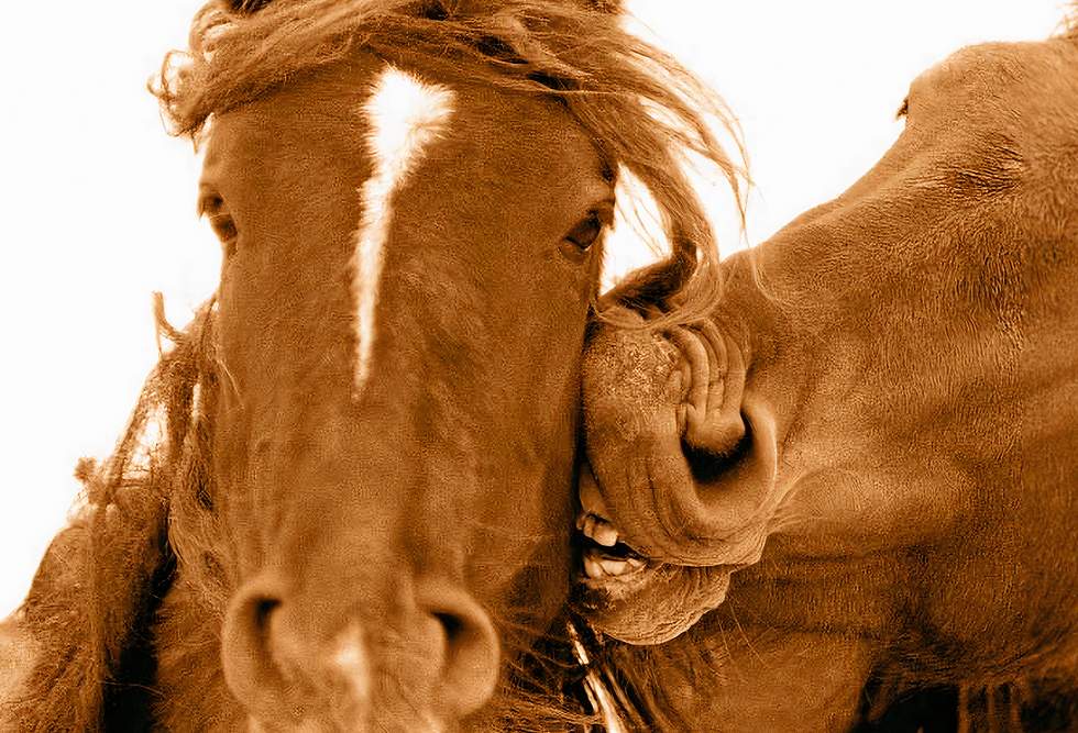 Thumbnail: Roberto Dutesco Wild Horses Love Bite