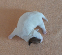 девочка 3 спина