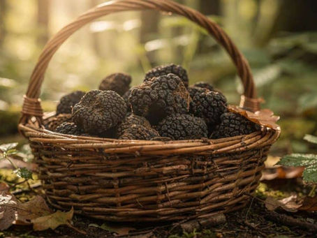Le Diamant Noir du Périgord !
