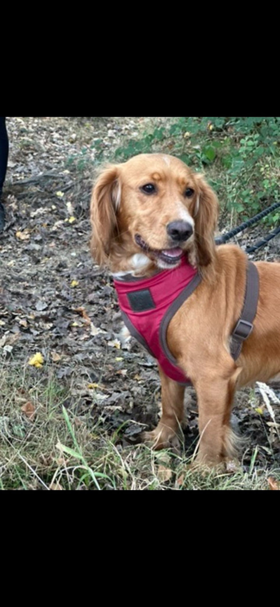 dog6.jpg