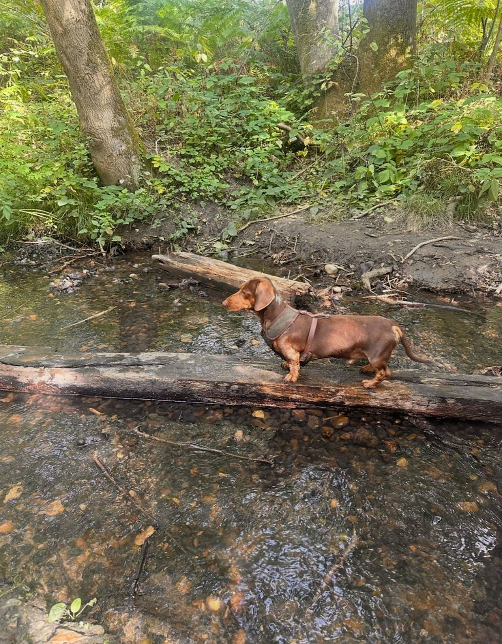 dog7_edited.jpg