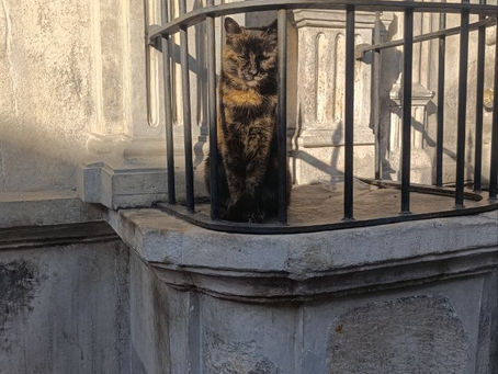 Hapsedilmiş Bir Kedi - Kapalı Çarşı Gezisi