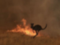kangaroo.jpeg
