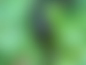 クワガタがいました