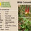 Thumbnail: Wild Columbine (Aquilegia canadensis)
