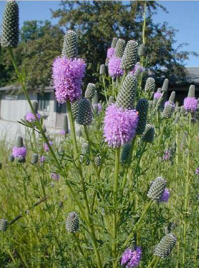 Purple Prairie Clover (Dalea purpurea)