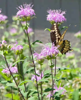 Wild Bergamot (Monarda fistulosa)