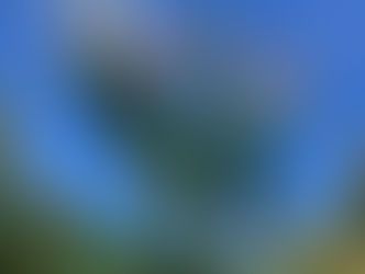 サルスベリの花が見ごろです