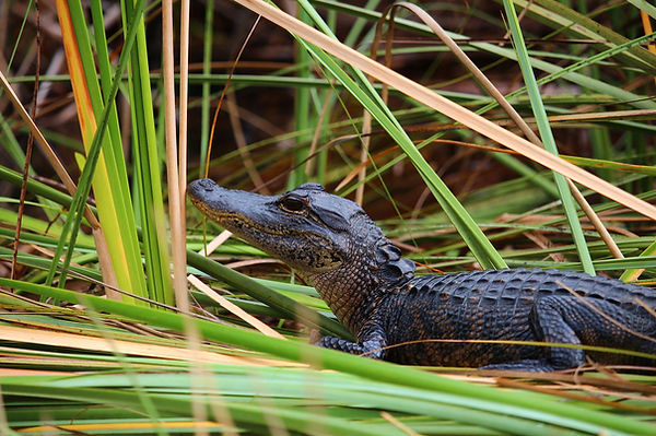 alligator-geb3a91ea3_1920.jpg
