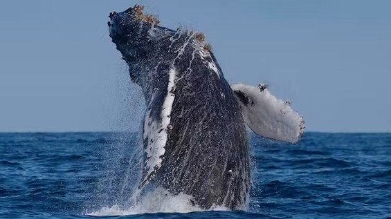 Whale Watching