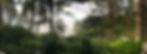 forest-g26e5fd1a5_1920.jpg