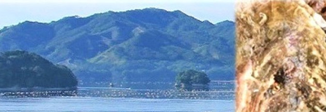 バイオマスプラ　ホタテのお箸