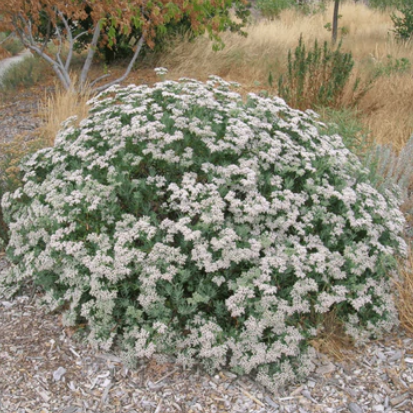 Thumbnail: COASTAL WILD BUCKWHEAT HONEY