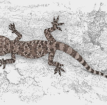 Wall geckos.jpg
