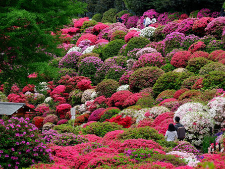Azalea