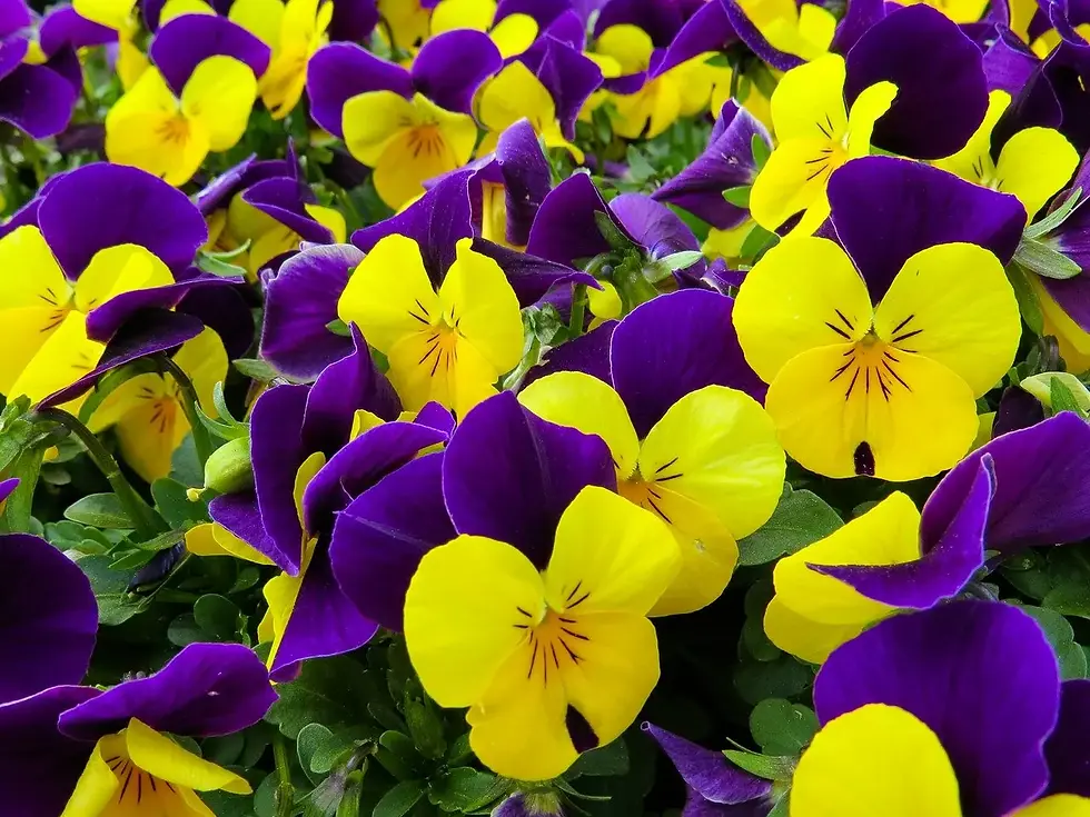 bellissima viola cornuta