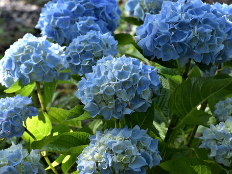 Ortensia ( Hydrangea )