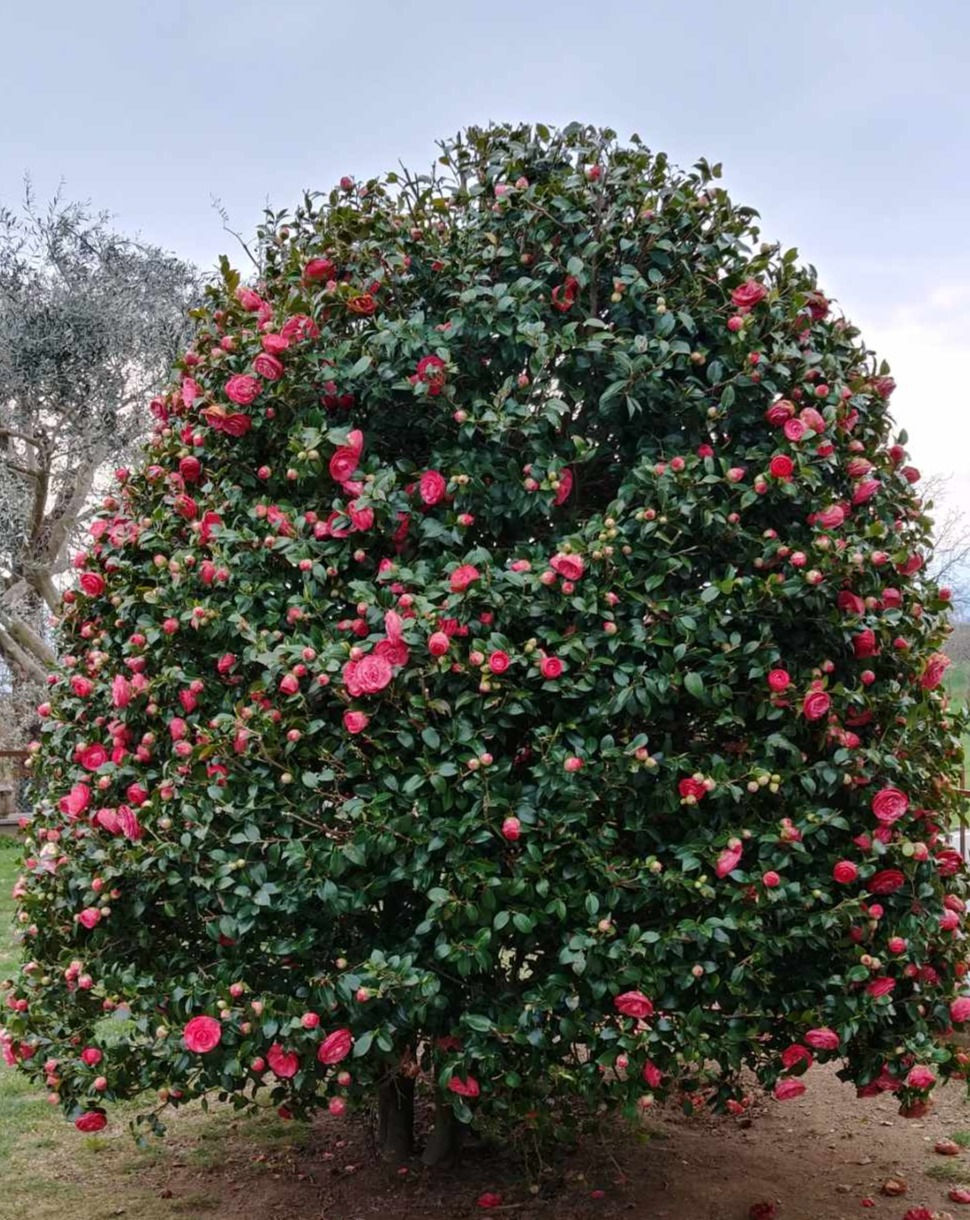 meravigliosa e bellissima camelia in fiore