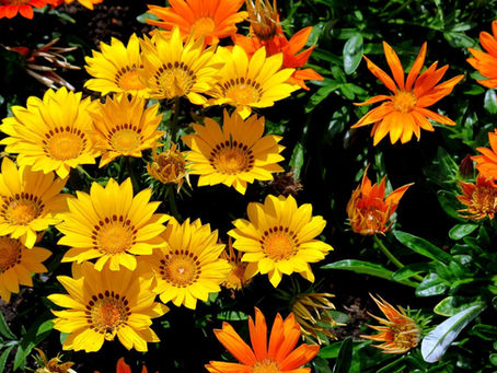 Gazania