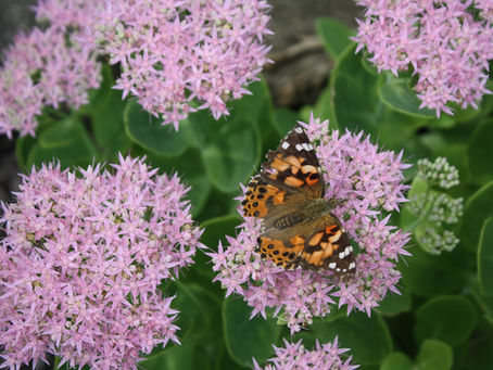 Sedum, Riso dei muri o Erba pignola