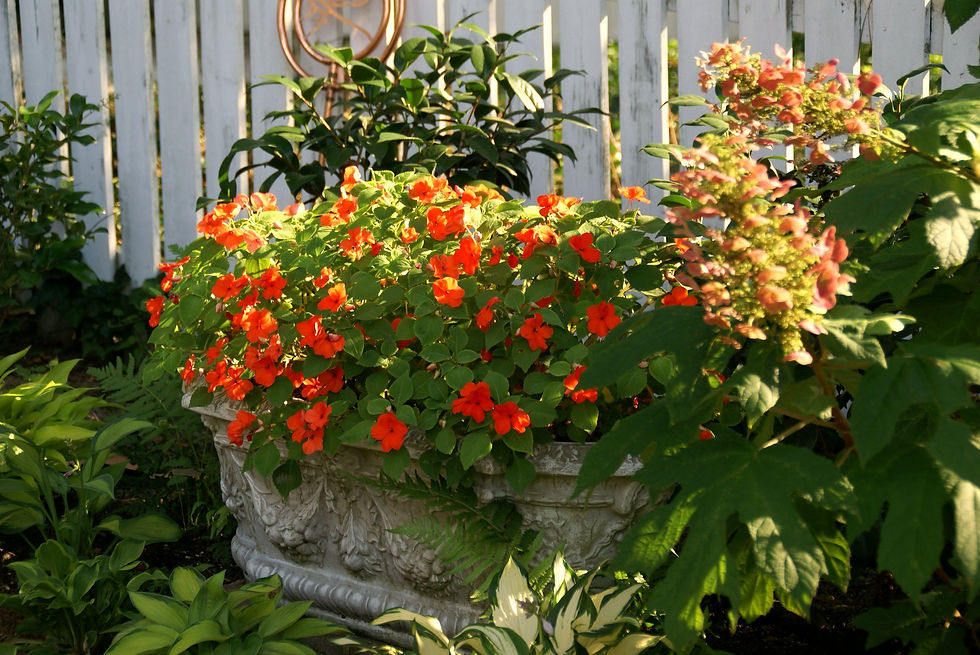 bellissima composizione di impatiens colorati