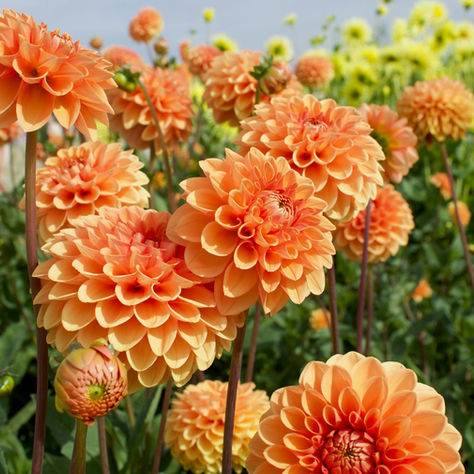 bellissima pianta di dalia fiorita