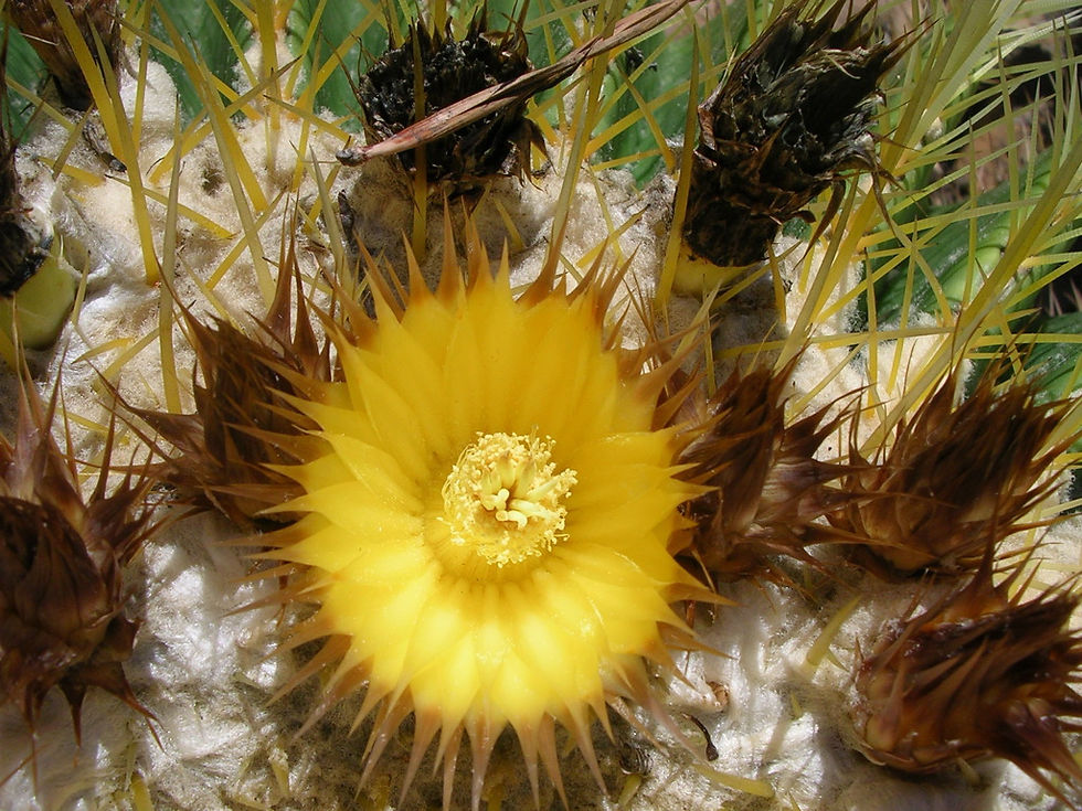 dettaglio fiore colorato giallo di grusone