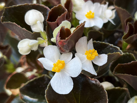 La Begonia