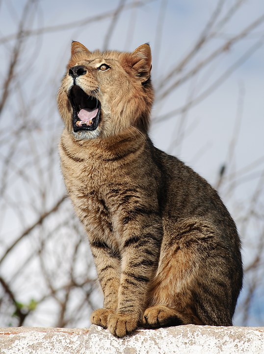 animal composite.png