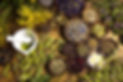 TJBLOG211010_HEALTH-Herbal-Infusions_AS69586528.jpeg
