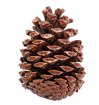 PineCone.png