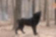 Black British Columbian Wolves
