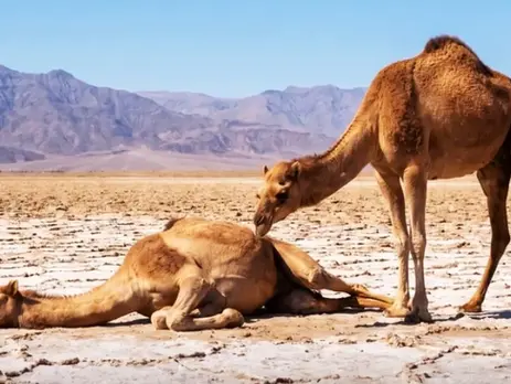 Drying Rivers to Dying Camels: Extreme Heat Reveals Climate Change Inequality