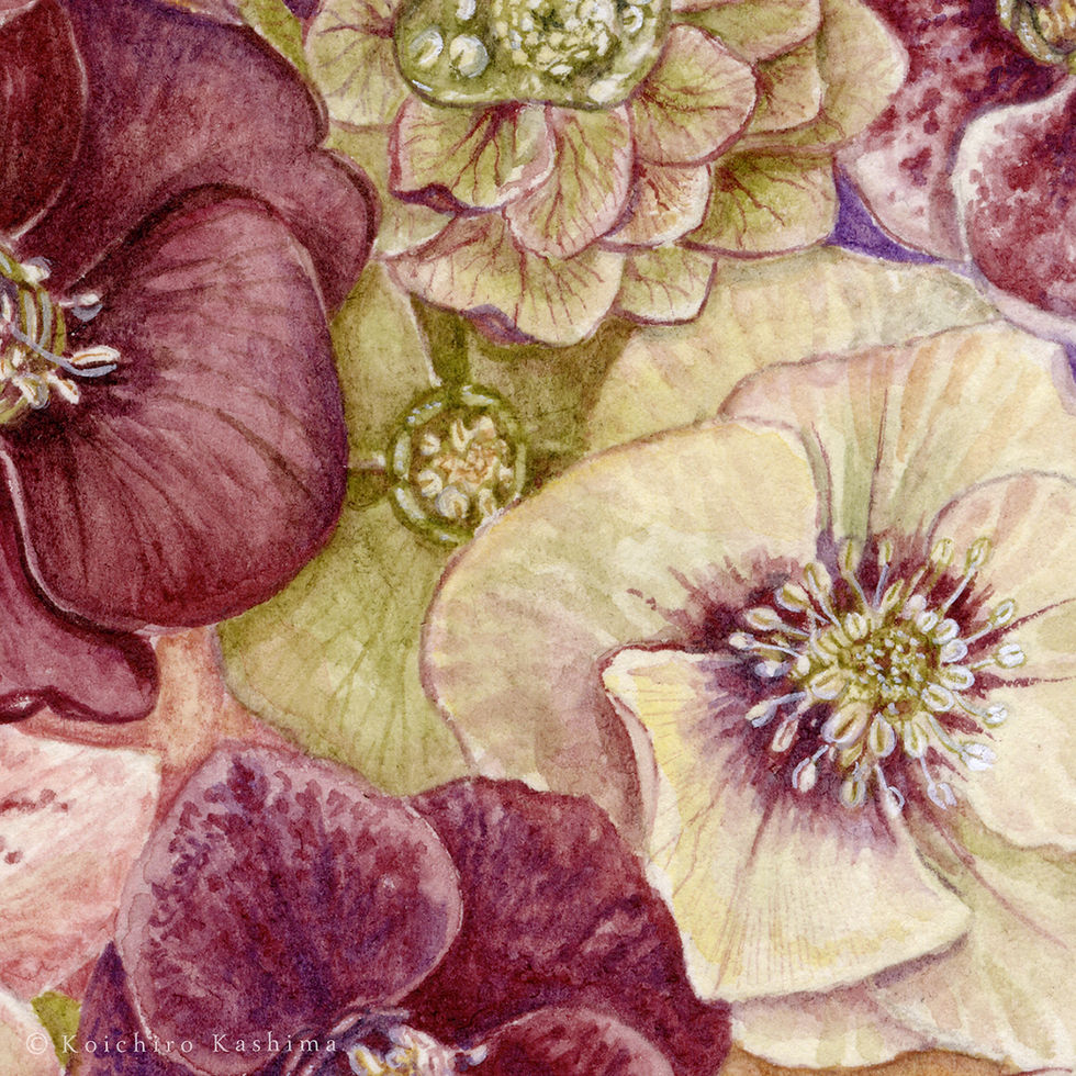 サムネイル： CHRISTMAS ROSE FESTIVAL